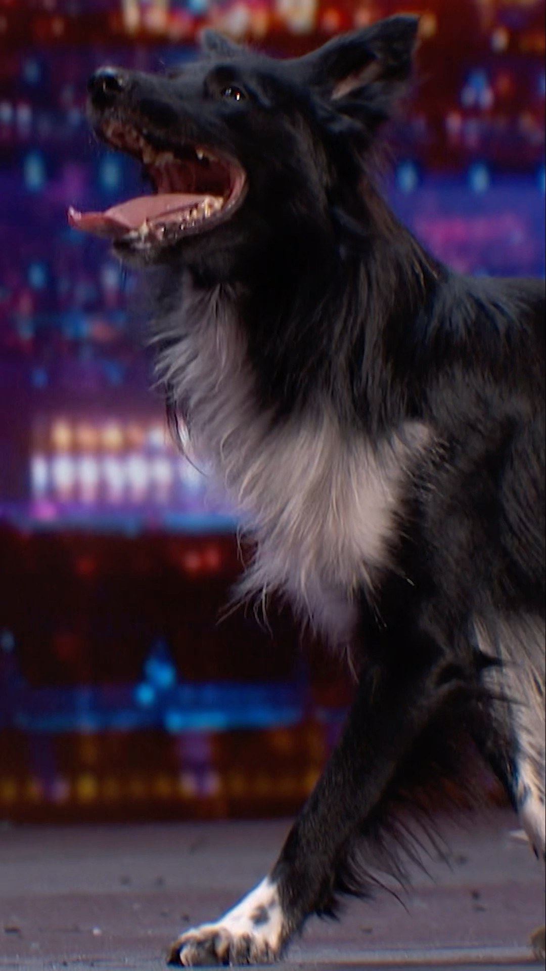 This dog can DANCE! ?
